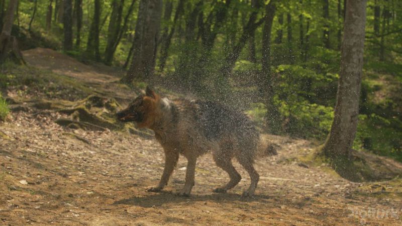 File:UHD SRC ShakeNDry 2160p120 420 8bit s1280x720 1.jpg
