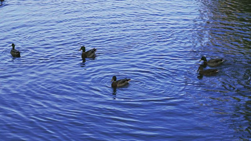 File:UHD SRC DucksTakeOff 2160p50 420 8bit s1280x720 1.jpg